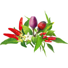 Click & Grow Plant Pod Chilli Pepper Mix 9pcs