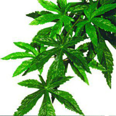 Exoterra - Abutilon M - Exoterra