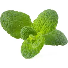 Click & Grow Click and Grow - Smart Garden Refill 3-pack - Apple Mint (SGR79X3)